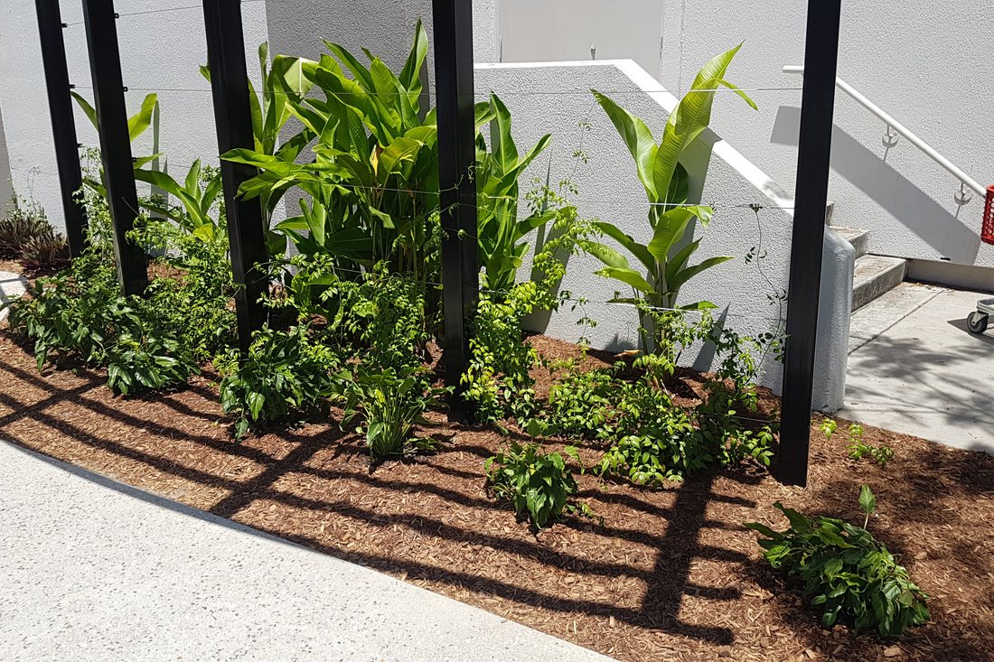 Pacific Fair — close detail of new plant installation in mulched bed